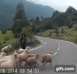 Shepherd-Gets-Attacked-by-Sheep